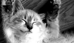 cat playing